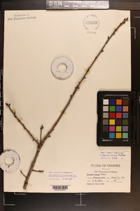 Quercus incana image