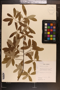 Quercus incana image