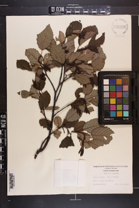 Alnus incana subsp. rugosa image