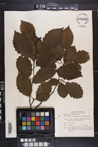 Alnus rugosa image