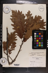 Quercus × saulii image