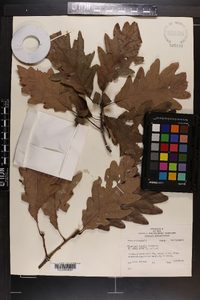 Quercus × saulii image