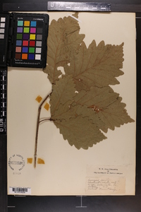 Quercus × saulii image