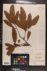 Quercus rudkinii image