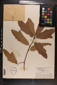 Quercus rudkinii image