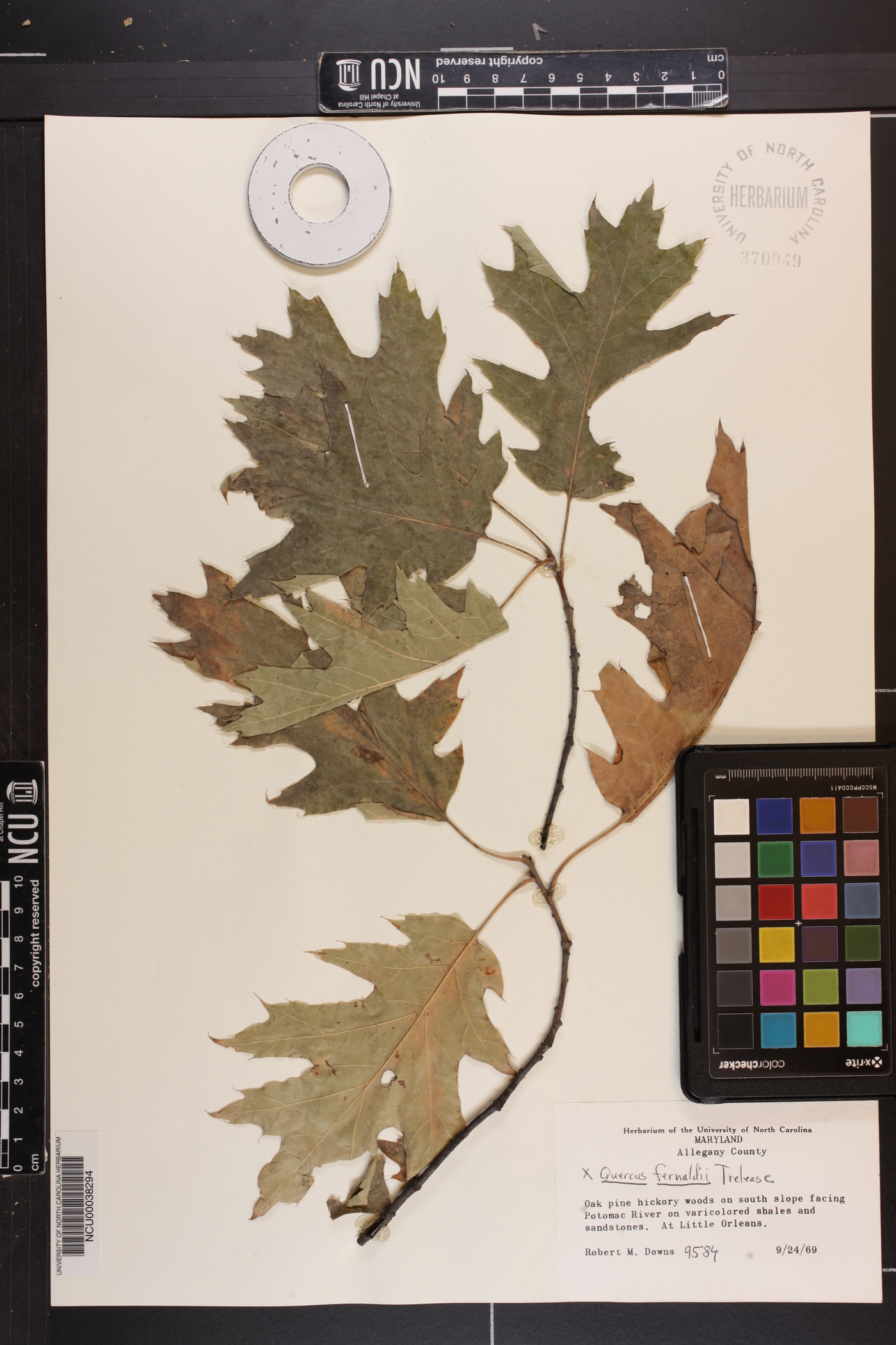 Quercus fernaldii image