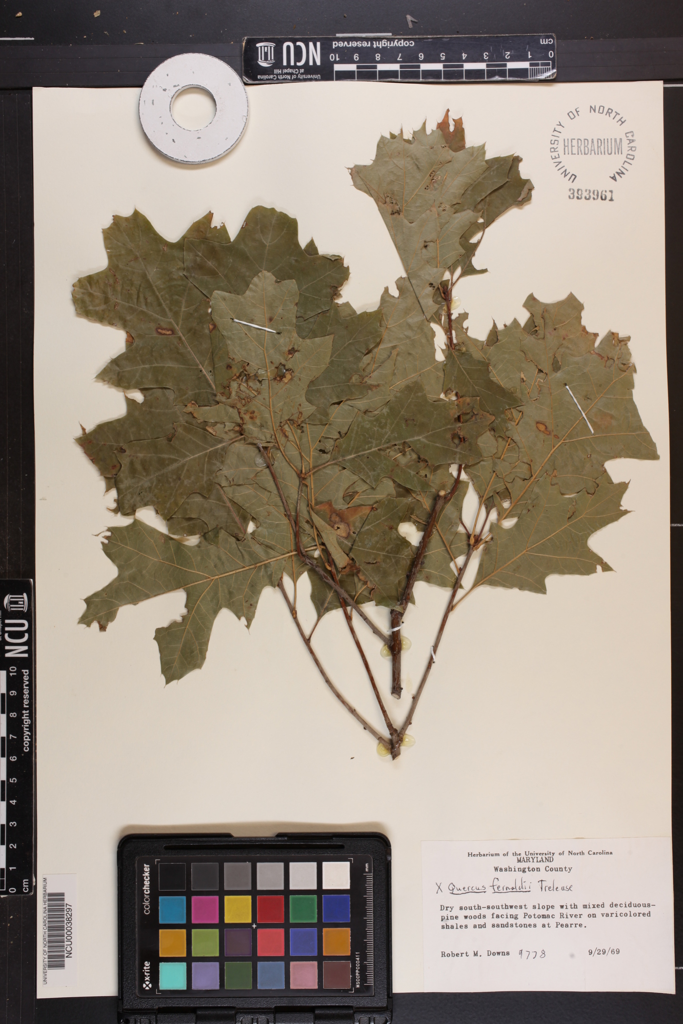 Quercus fernaldii image