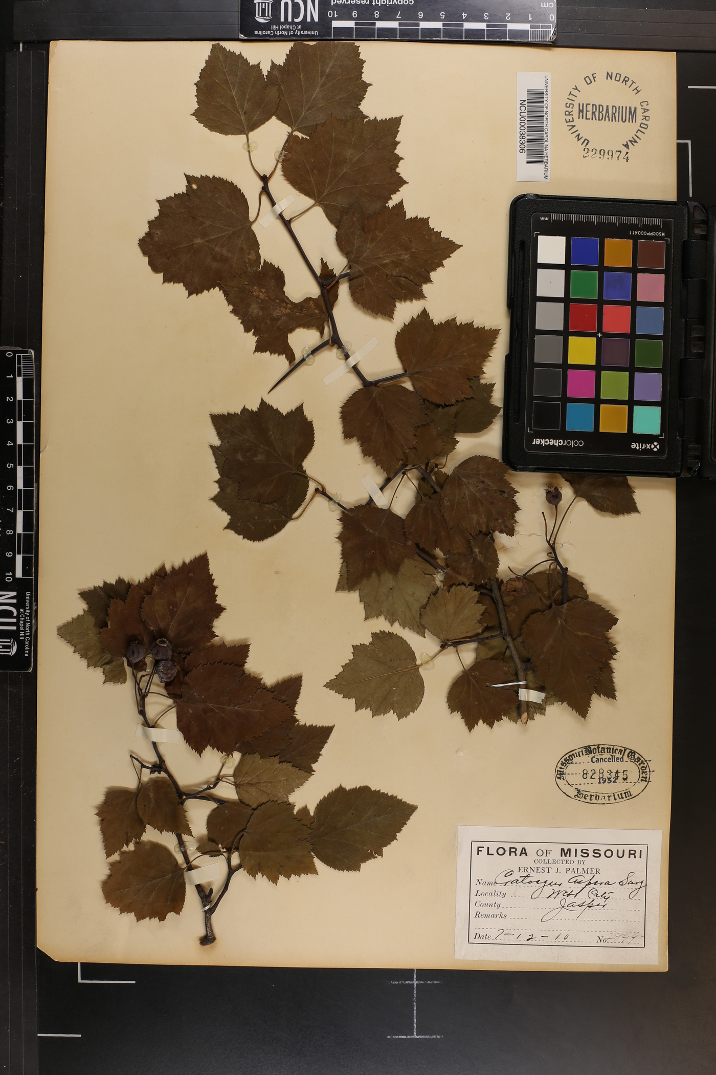 Crataegus aspera image