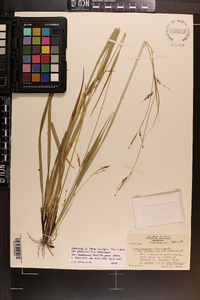 Carex oxylepis var. pubescens image