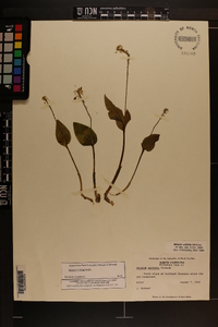 Malaxis unifolia image