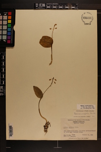 Malaxis unifolia image