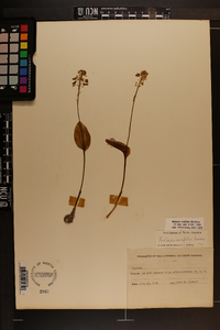 Malaxis unifolia image