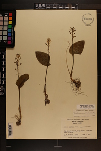 Malaxis unifolia image