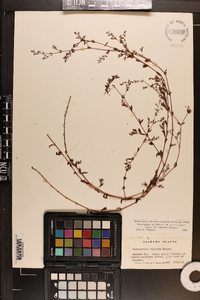 Paronychia baldwinii image
