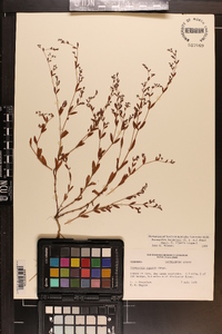 Paronychia baldwinii image