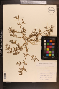 Sesuvium maritimum image