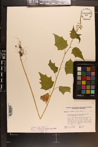 Chenopodiastrum simplex image