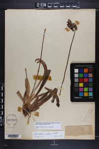 Sarracenia rubra subsp. rubra image