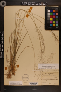 Muhlenbergia expansa image