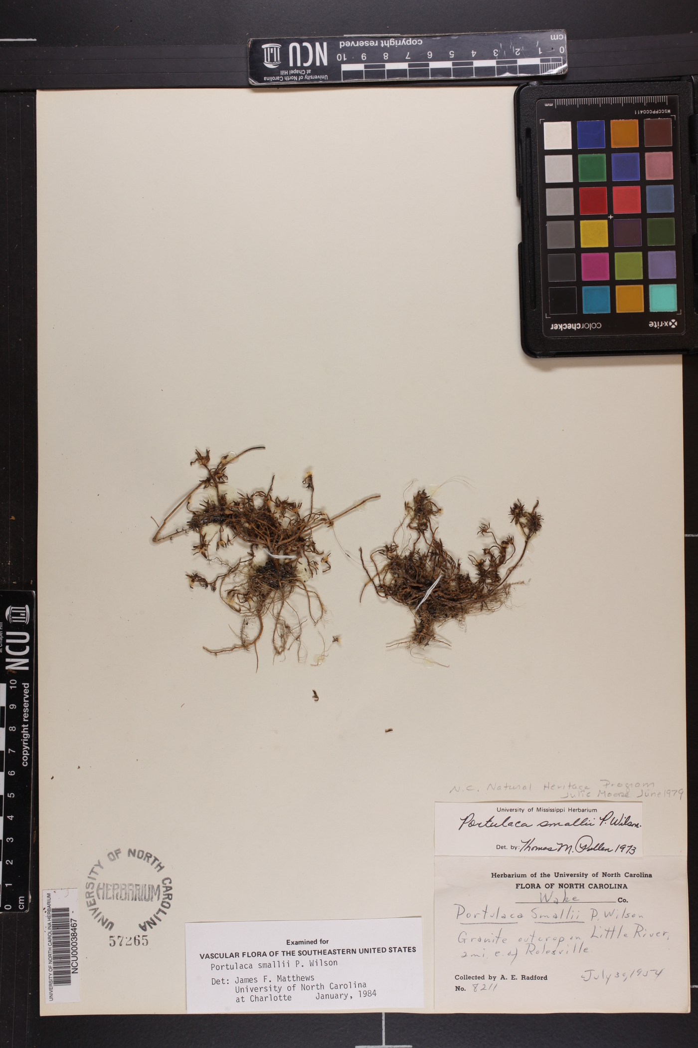 Portulaca smallii image