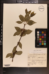 Calycanthus floridus var. glaucus image