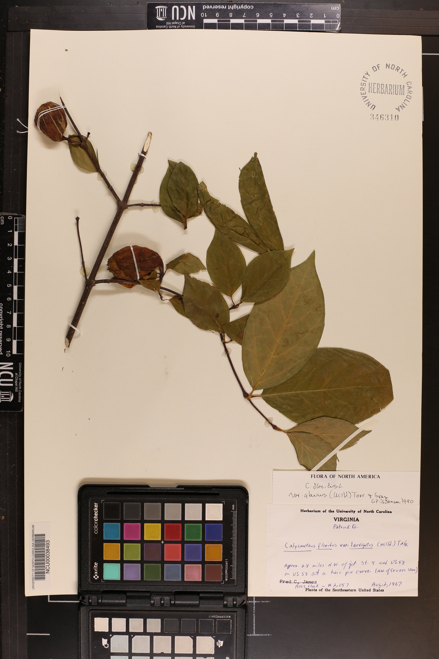 Calycanthus floridus var. glaucus image