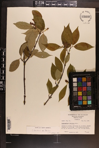 Calycanthus floridus image