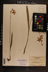 Calopogon tuberosus var. tuberosus image