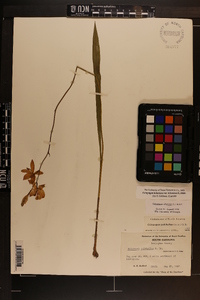 Calopogon tuberosus var. tuberosus image