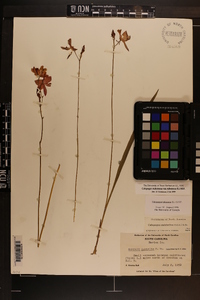 Calopogon tuberosus var. tuberosus image