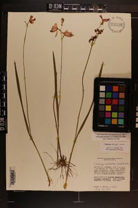 Calopogon tuberosus image