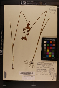 Calopogon tuberosus var. tuberosus image