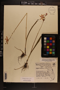 Calopogon tuberosus var. tuberosus image