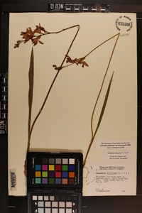 Calopogon tuberosus var. tuberosus image