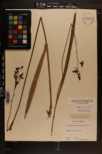 Calopogon tuberosus var. tuberosus image