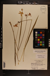 Calopogon tuberosus var. tuberosus image