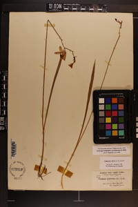 Calopogon tuberosus image