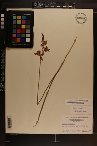 Calopogon tuberosus var. tuberosus image