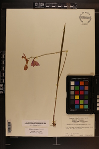 Calopogon tuberosus var. tuberosus image