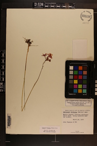 Calopogon barbatus image