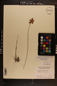 Calopogon barbatus image