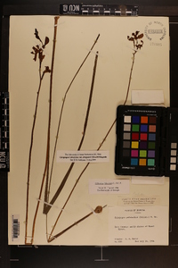 Calopogon tuberosus var. simpsonii image