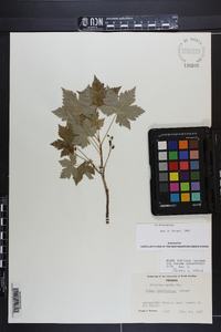 Ribes glandulosum image