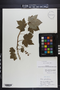 Ribes glandulosum image