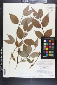 Philadelphus hirsutus image