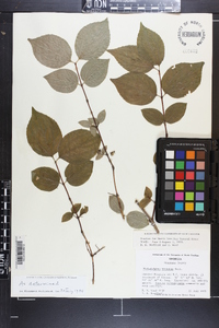 Philadelphus hirsutus image