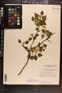 Crataegus pruinosa image