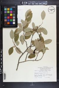 Amelanchier obovalis image