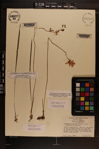 Calopogon tuberosus var. tuberosus image