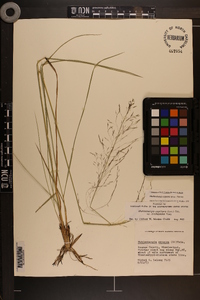 Muhlenbergia expansa image